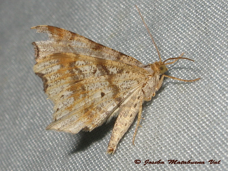 Macaria notata - Geometridae